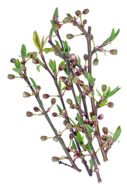 Delikatne gałązki z delikatnymi pączkami i listwami z wiśniowego drzewa - Zdjęcie, obraz