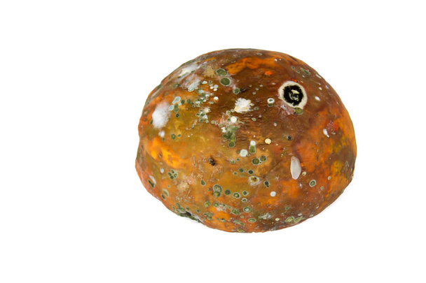 Papaia marcia su sfondo bianco, Fungo in papaia, cattivo concetto di cibo vegetale ammuffito e marcio
 - Foto, immagini