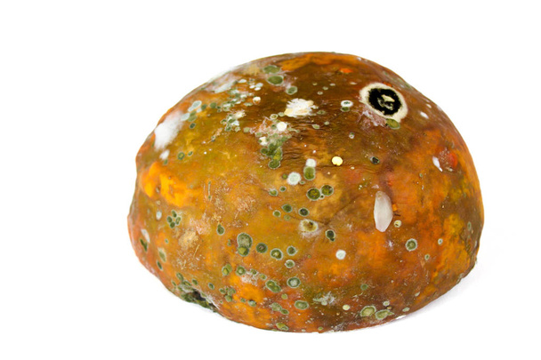 Rotte Papaya op witte achtergrond, schimmel in papaya, slecht beschimmeld en rotte groente voedsel concept - Foto, afbeelding