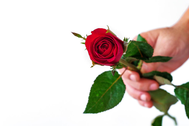 mano sosteniendo una rosa roja sobre fondo blanco
 - Foto, Imagen
