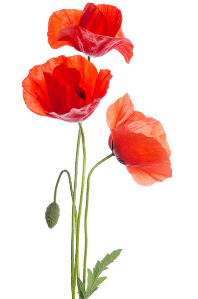  bouquet of red poppies isolated on white background. - Foto, Bild
