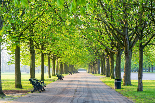 Ścieżka rekreacyjna w zielonym parku w kolejce z drzewami i BEANCH. - Zdjęcie, obraz