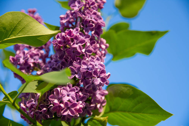 beautiful branches of lilac, photo of lilac with a blurred background - 写真・画像