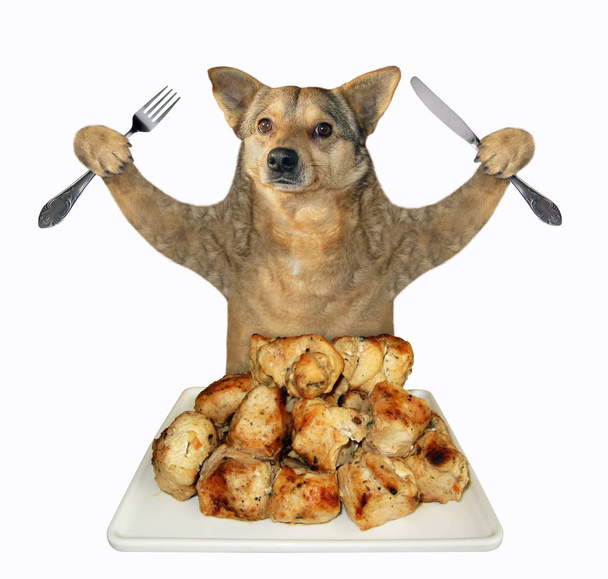 Cane mangia carne alla griglia
 - Foto, immagini