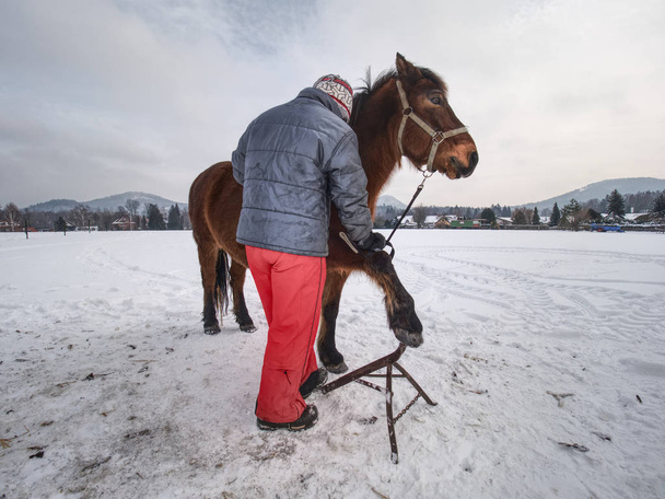 ファームの従業員はひづめの音チェックのためにパドックで馬を保持します。 - 写真・画像