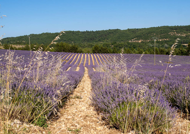 Lavendel veld in de provence, in de buurt van sault, Frankrijk - Foto, afbeelding