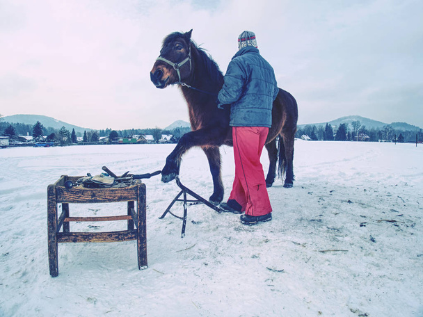 Maatilan työntekijä pitää hevosta aitauksessa kavioiden tarkastusta varten
 - Valokuva, kuva