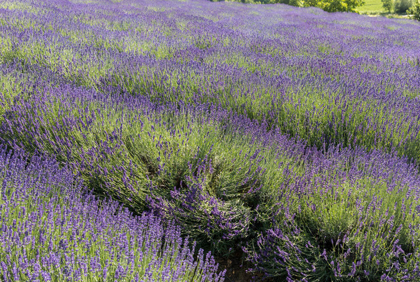  the blooming lavender flowers in Provence, near Sault, France - Photo, Image