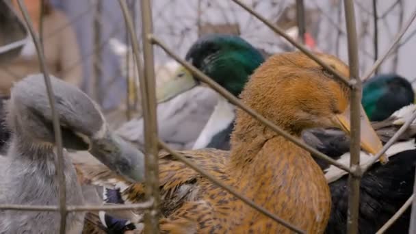 Kafesteki ördekler - Video, Çekim