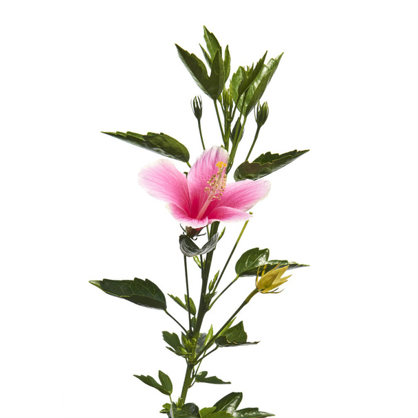 Hibiscus o flor de malva rosa con hojas, Flor rosa tropical aislada sobre fondo blanco, con camino de recorte
 - Foto, Imagen