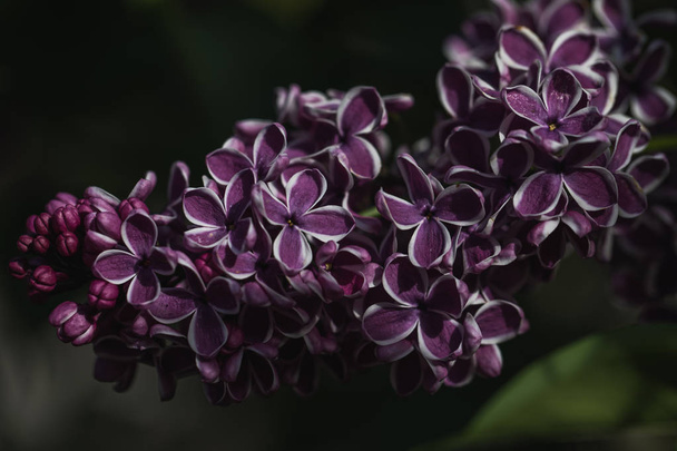 Детальный макроснимок фиолетового сиреневого цветка
 - Фото, изображение