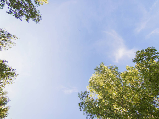 青空に雲が立ちく上がった木々。単一のツリーの一部。青空の背景に向かう木 - 写真・画像