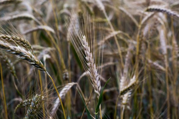 Wheat field on a sunny spring day - Фото, изображение