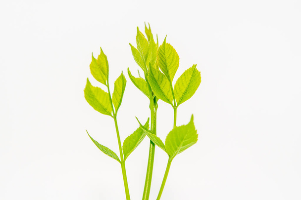 Green leaves on white backgound - Foto, Bild