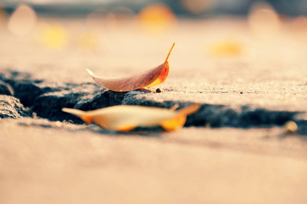 Nahaufnahme von gelben Blättern machen trauriges Konzept mit verschwommenem Hintergrund - Foto, Bild