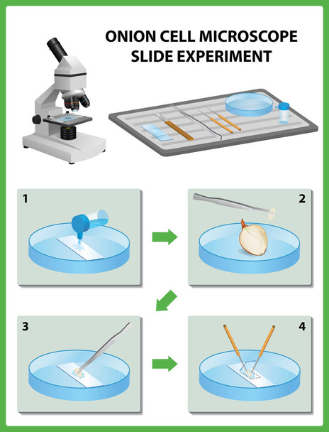 Μικροσκόπηση. Κρεμμύδι κύτταρο μικροσκόπιο διαφανειών πείραμα. Απεικόνιση διανυσματικών φορέων  - Διάνυσμα, εικόνα