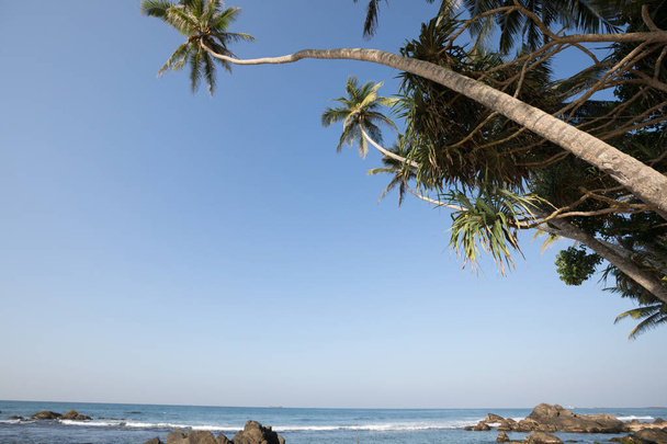Palm trees near ocean with waves and rocks - Φωτογραφία, εικόνα