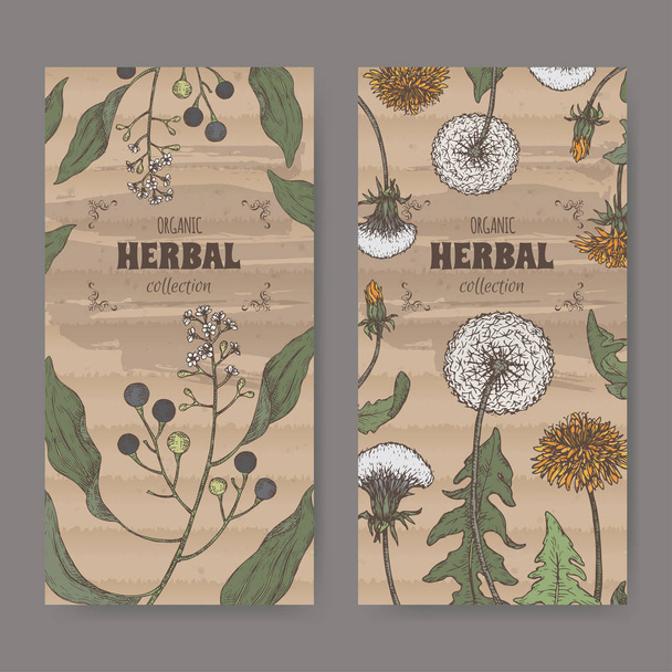 Set of two labels with camphorwood or camphor laurel and Dandelion color sketch. Green apothecary series. - Vector, Imagen
