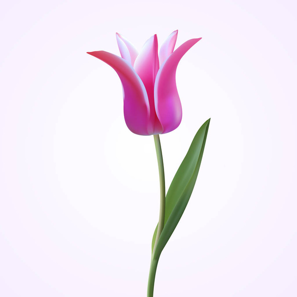 Настоящий цветочный тюльпан в форме лилии. Тюльпан в векторе eps10
 - Вектор,изображение