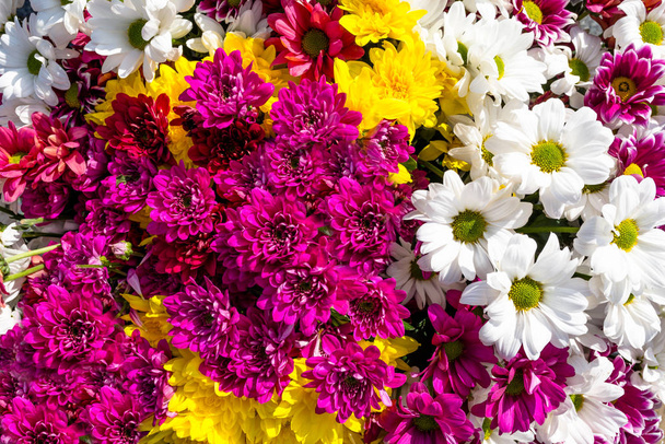 Fundo feito de belas flores coloridas de crisântemos e margaret
. - Foto, Imagem