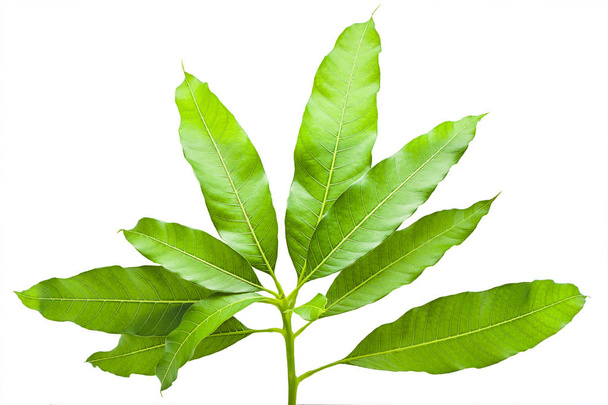 πράσινο δέντρο τροπικά φύλλα μάνγκο από τη φύση απομονωθεί σε λευκό BAC - Φωτογραφία, εικόνα
