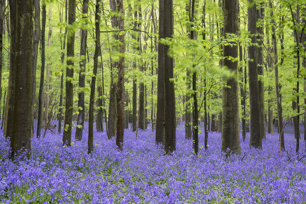 Vibrante tappeto BlueBell Primavera foresta paesaggio
 - Foto, immagini