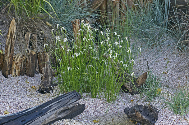 ein entspannter Garten am Meer mit 'dichromena colorata', der zwischen Gräsern und Treibholz blüht - Foto, Bild