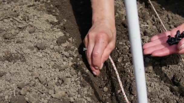 žena ruční výsadba semínka v půdě - Záběry, video