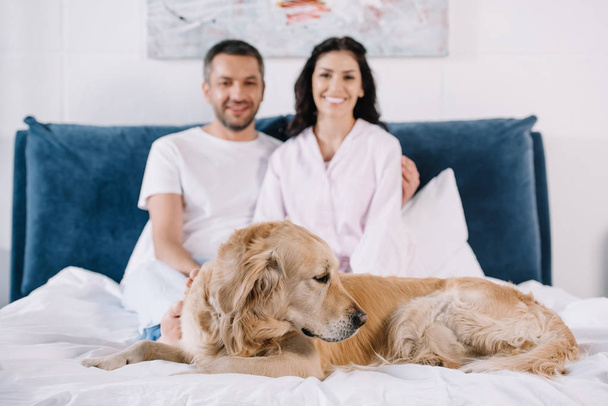 selective focus of golden retriever lying on bed near man and woman  - Foto, Imagen