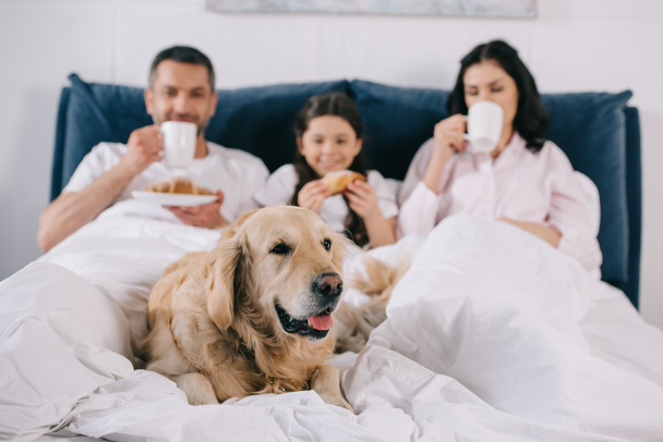 selective focus of golden retriever lying on bed near parents with cups and kid - Photo, Image