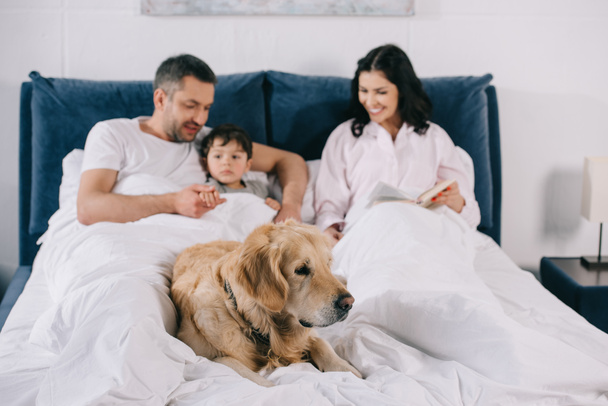 selective focus of dog lying on bed near happy parents and toddler son  - Фото, изображение