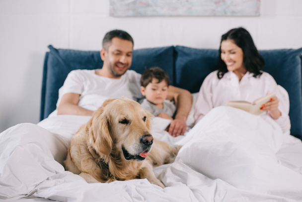 selective focus of cute golden retriever lying on bed near happy parents and toddler son  - Foto, Imagem