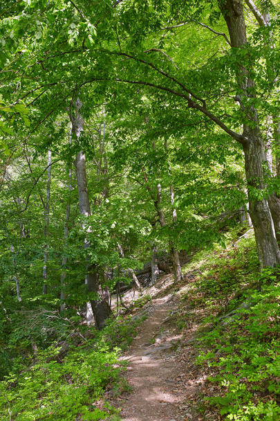 Hiking trail going through various deciduous forest on the mountain - Foto, Imagen