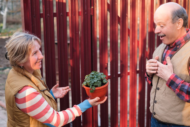 Δύο γείτονες άντρας και γυναίκα που αναζητούν νέο φυτό στην κατσαρόλα. - Φωτογραφία, εικόνα