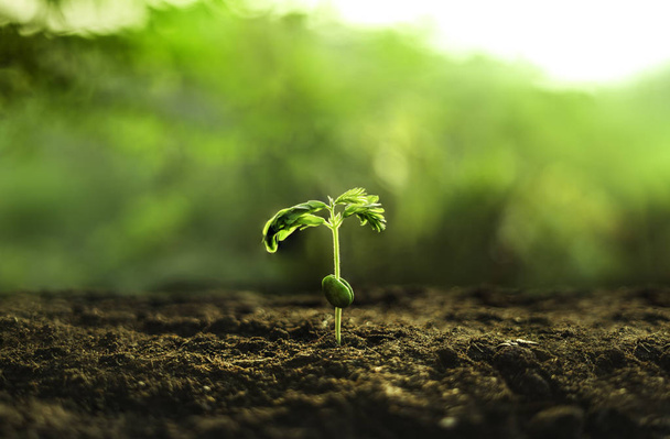 Молодые растения, посадка деревьев Сильные саженцы на почве и естественном зеленом фоне
 - Фото, изображение