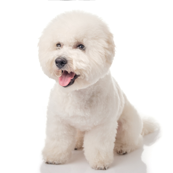 Bichon Frise puppy. Dog isolated on a white background. White dog. Bichon after grooming. His tongue hanging out. - Photo, Image