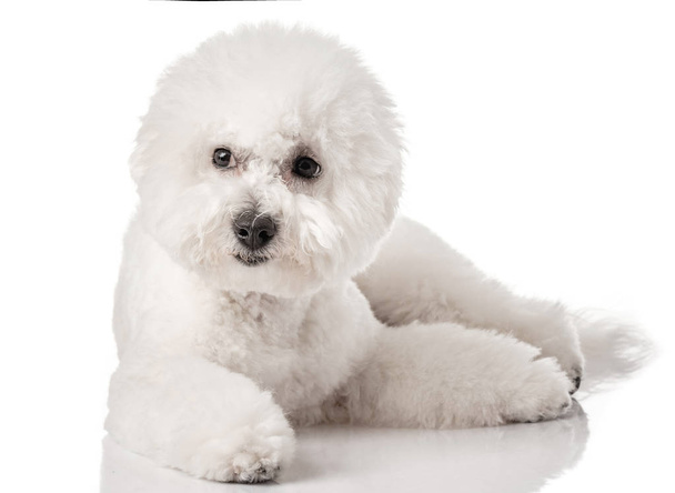 Bichon Frise cachorro. Perro aislado sobre fondo blanco. Perro blanco. Bichon después del aseo
. - Foto, imagen