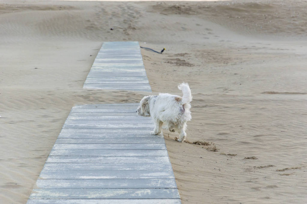 Σκύλος στην άμμο το χειμώνα, μόλις ξημέρωσε - Φωτογραφία, εικόνα