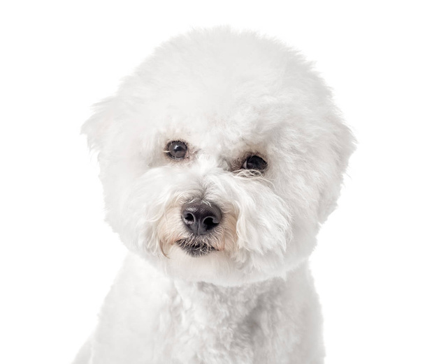 Bichon Frise cachorro. Perro aislado sobre fondo blanco. Perro blanco. Bichon después del aseo. Primer plano
. - Foto, Imagen