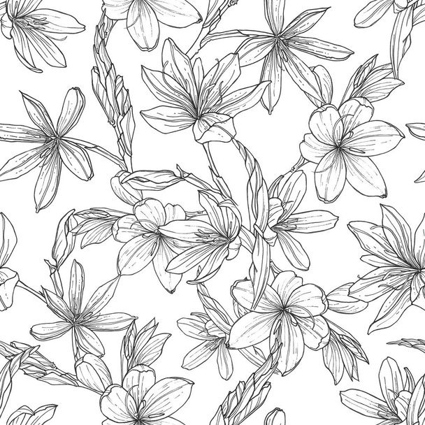 seamless pattern with hand drawn illustrations of Schizostylis. botanical graphic drawing of kaffir lily flower. Use for cards, textiles, backgrounds, invitations, paper, scrapbooking. - Foto, afbeelding
