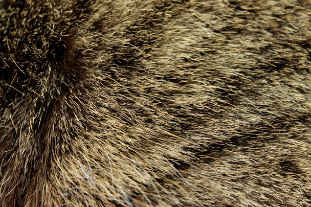 Wildlife, Animals, Textures Concept. Tiro recortado de piel marrón. Piel marrón de cerca. Resumen Animales Texturas de fondo
. - Foto, imagen
