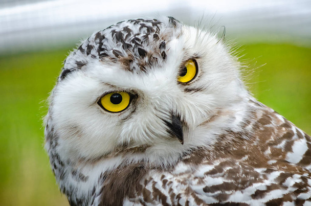 Portrait of a Snowy Owl (Bubo Scandiacus) - Foto, imagen