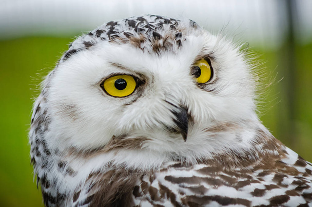 Portrait of a Snowy Owl (Bubo Scandiacus) - Photo, Image