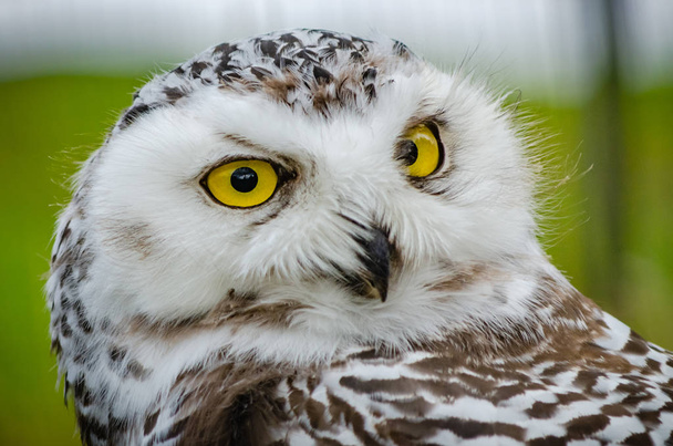 Portrait of a Snowy Owl (Bubo Scandiacus) - Photo, Image