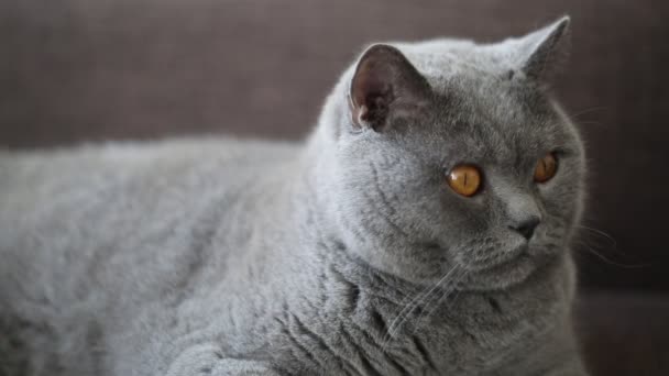 Britannico razza gatto è in posa come un modello
 - Filmati, video