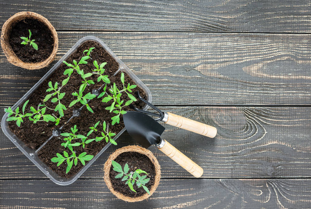 Eco friendly pots with seedlings - Fotó, kép