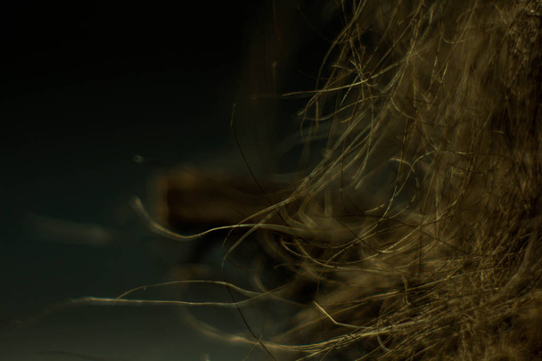 волосатый ствол пальмы и маленькая веточка
 - Фото, изображение