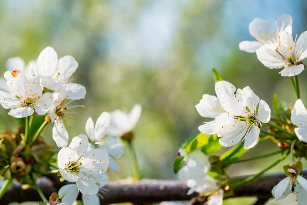 Lähikuva kauniita kukkia kirsikka haara
 - Valokuva, kuva