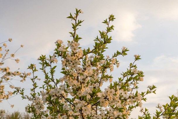 Фрагмент квітучого вишневого дерева на тлі неба на заході сонця
 - Фото, зображення