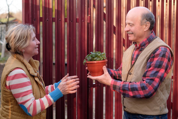 Dva sousedi, muži a ženy hledaje novou rostlinu v hrnci. - Fotografie, Obrázek